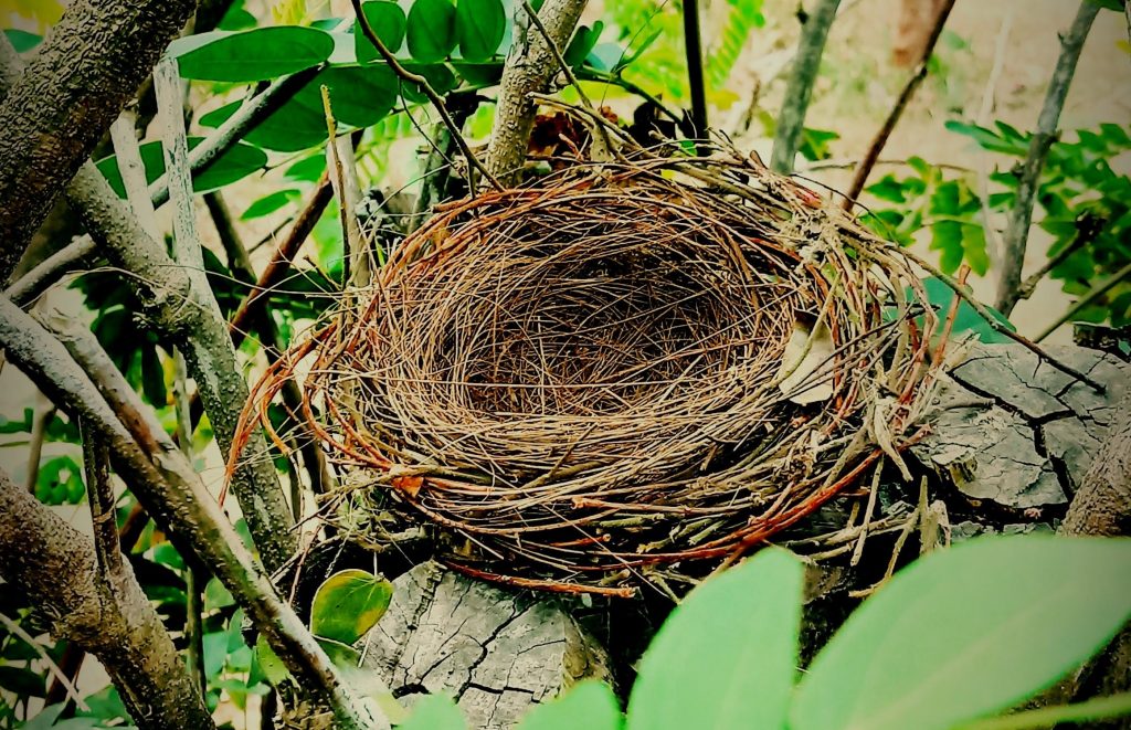 Nest